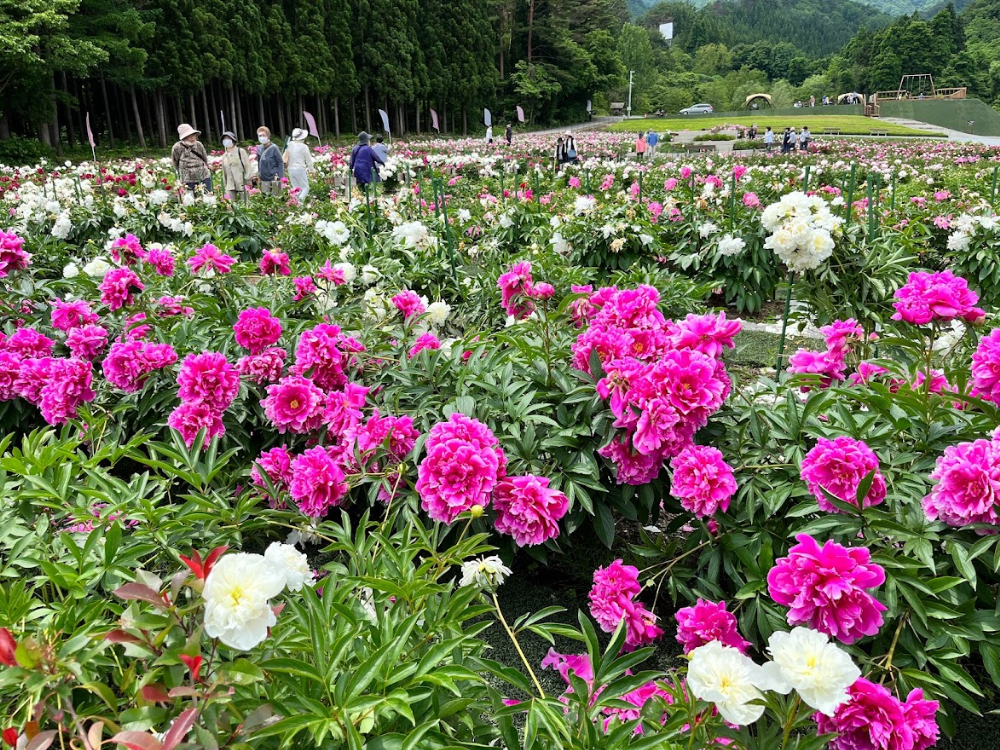 ながいピオニーの森-花公園1