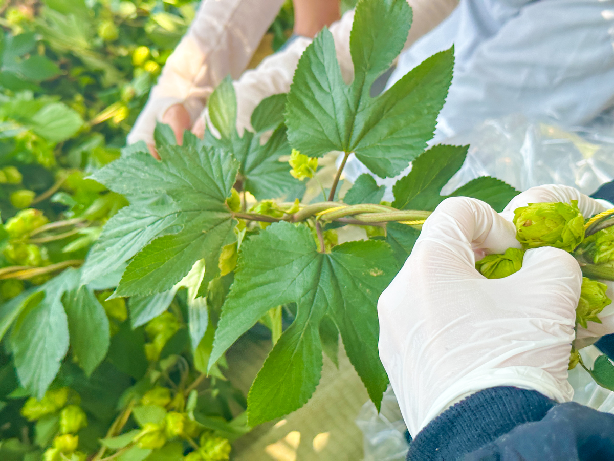 湯坊いちらく-44