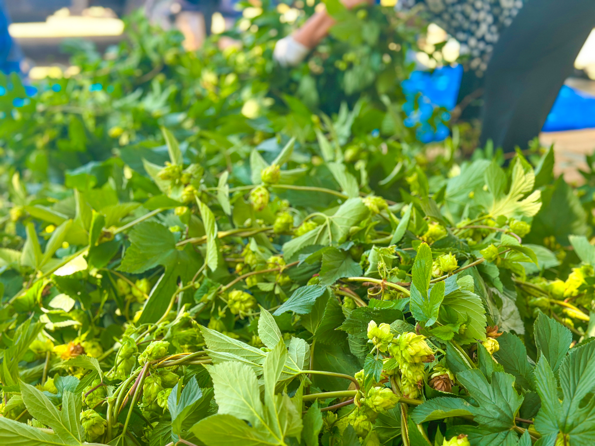 湯坊いちらく-43