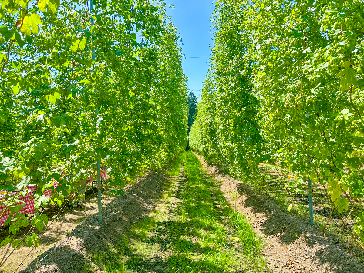 湯坊いちらく-50