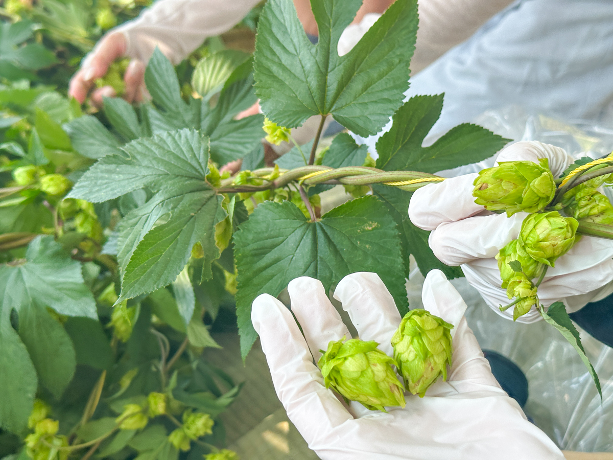 湯坊いちらく-45