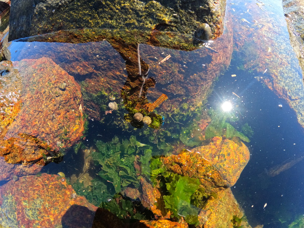 マリンパークねずがせき-磯 (4)