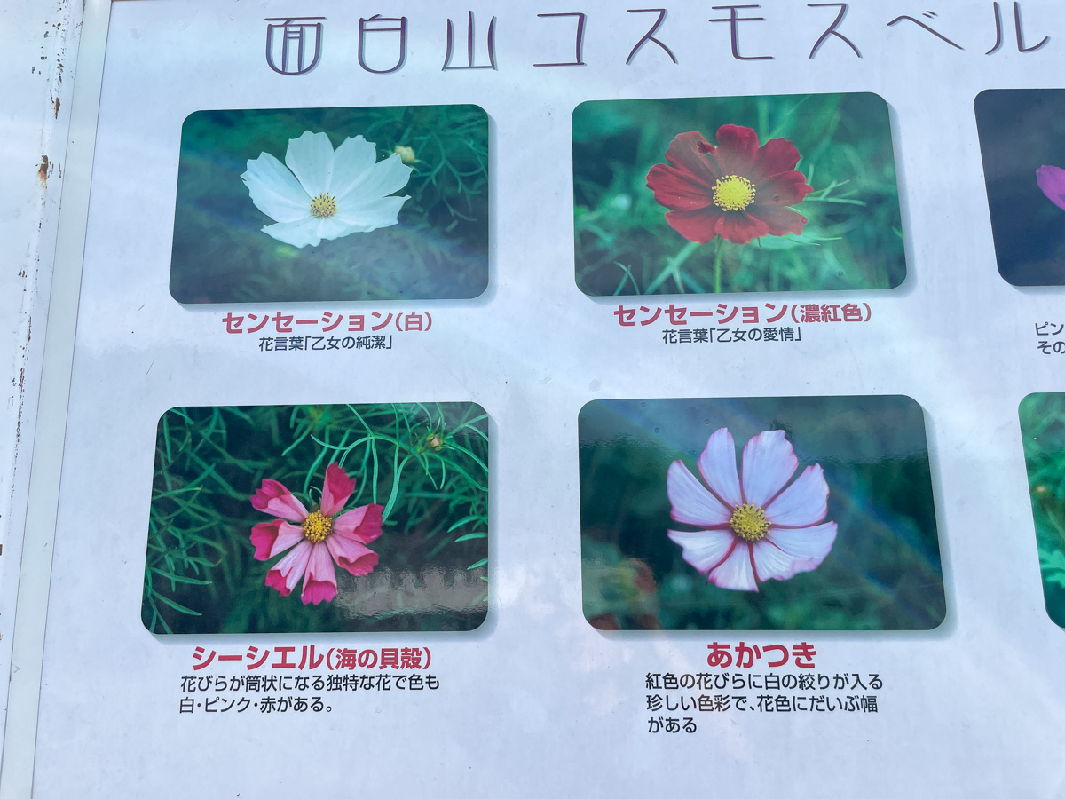 面白山のコスモスベルグ (19)