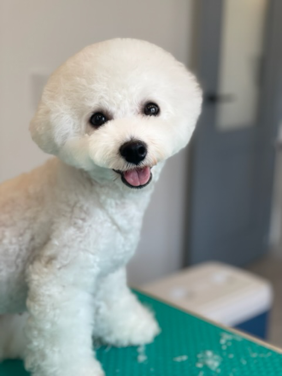 coton-3