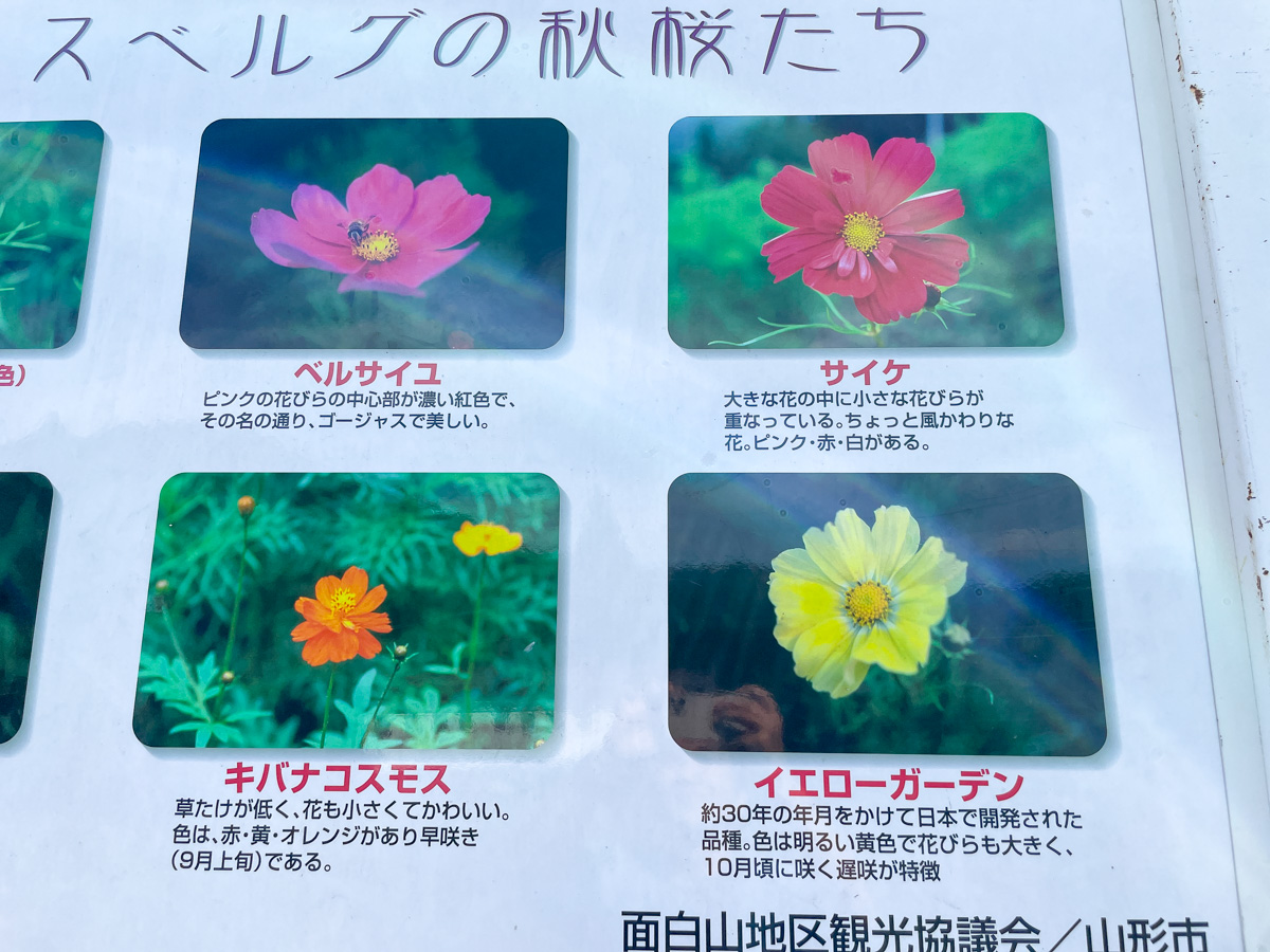 面白山のコスモスベルグ (18)