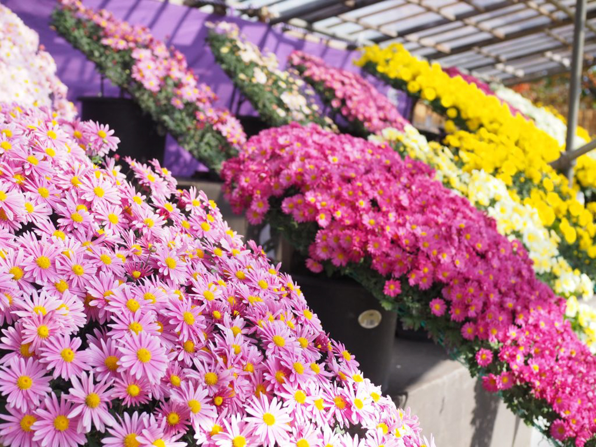 南陽の菊まつり-7