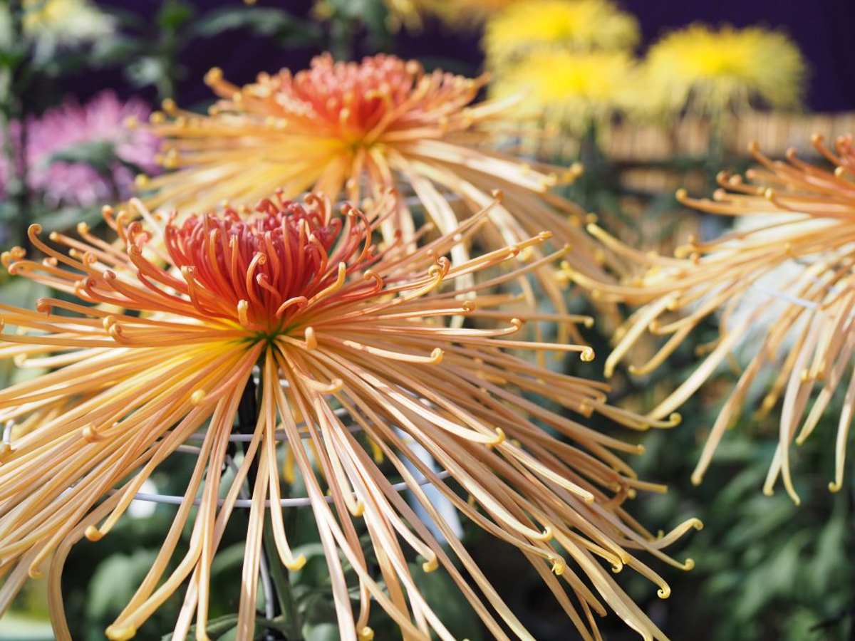 南陽の菊まつり-6