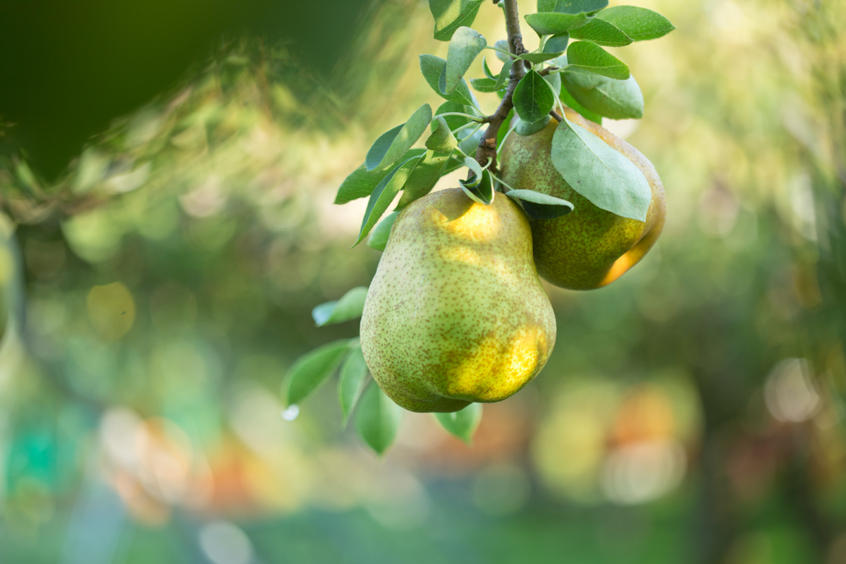 かみのやまラ・フランススイーツフェスタ-3