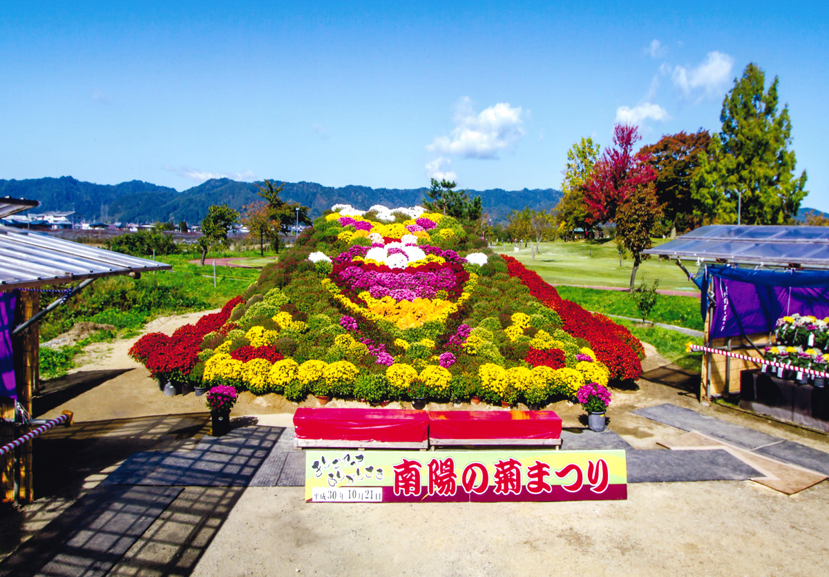 南陽の菊まつり-5