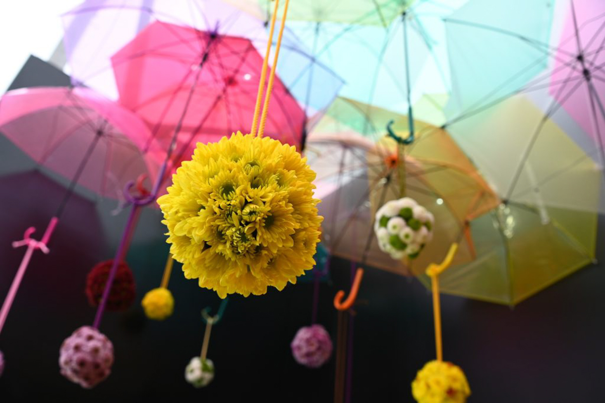 南陽の菊まつり-1