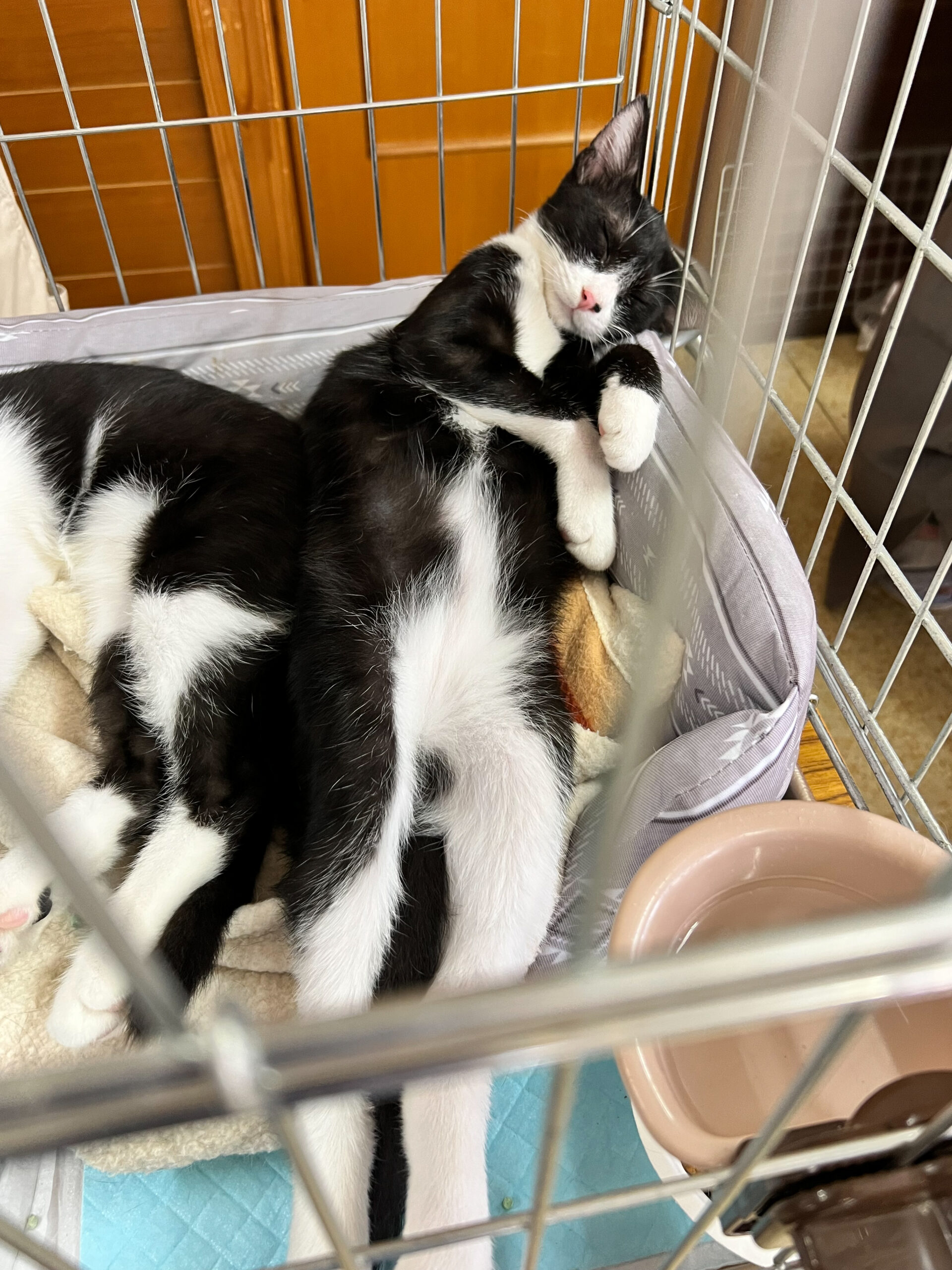 保護猫相談会-3