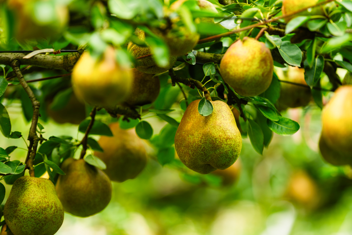 かみのやまラ・フランススイーツフェスタ-2