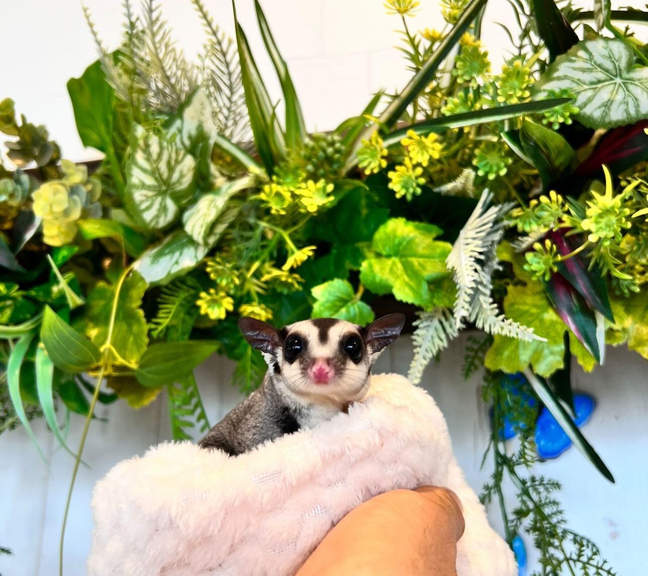 inbound7424145774347938595