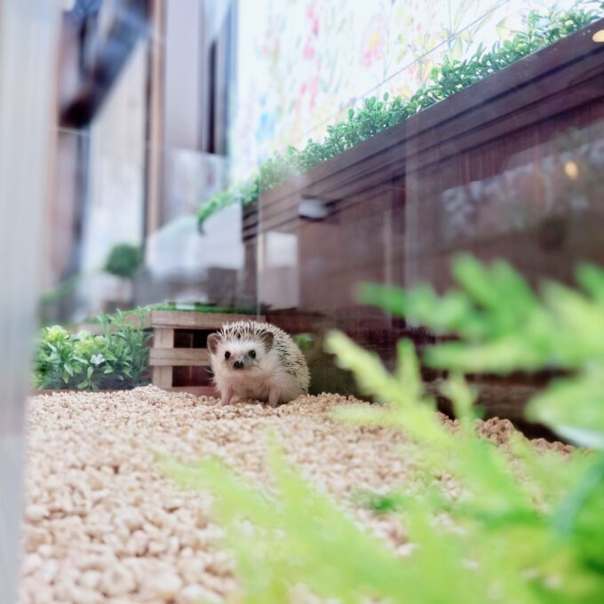 inbound913639786461715036