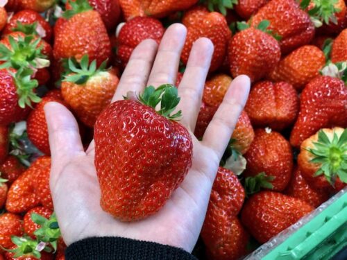 どりいむ農園-引用2