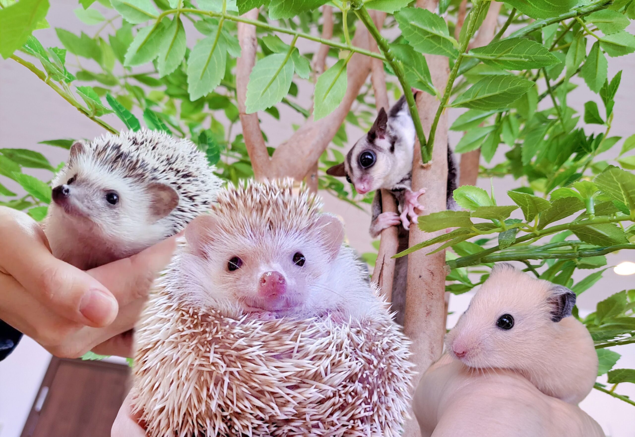 inbound3312090062346921614