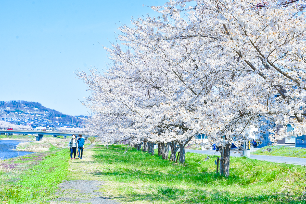上山市-さくら-2