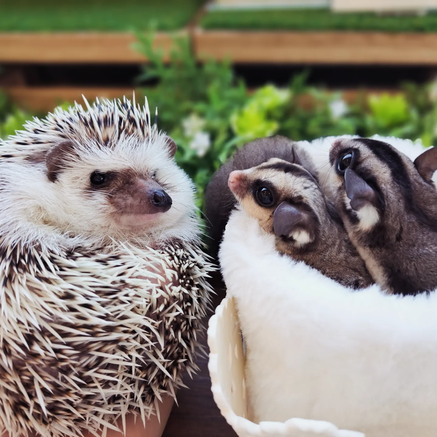 小さなどうぶつの森シュシュ-4