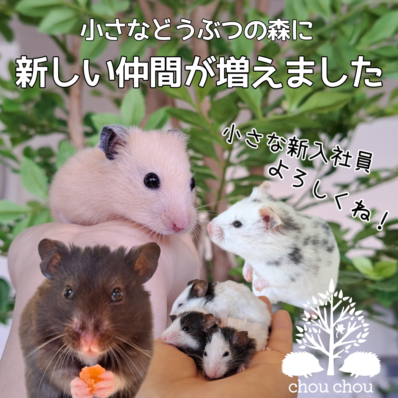 inbound1451631411648702742