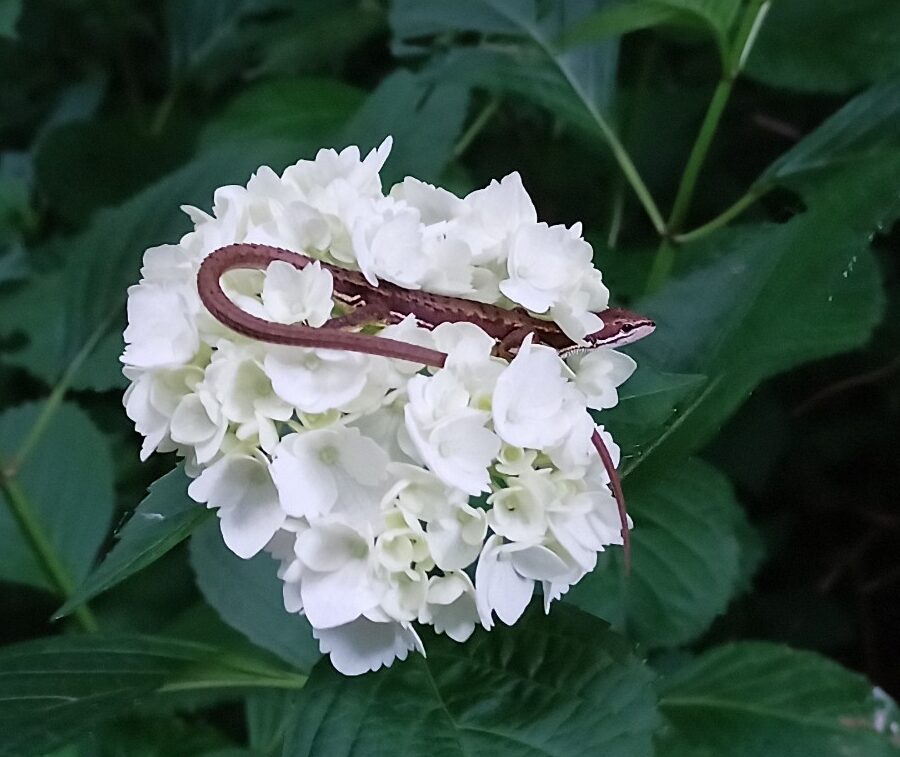 LINE_ALBUM_盃山2_240630_336