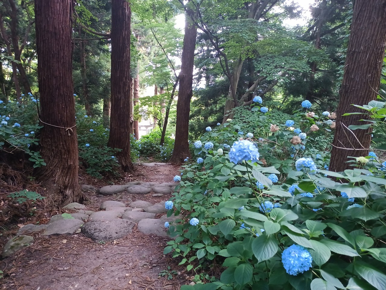 LINE_ALBUM_盃山_240630_17