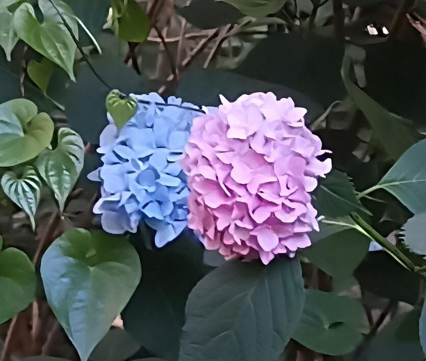 sharpen_LINE_ALBUM_盃山_240630_229