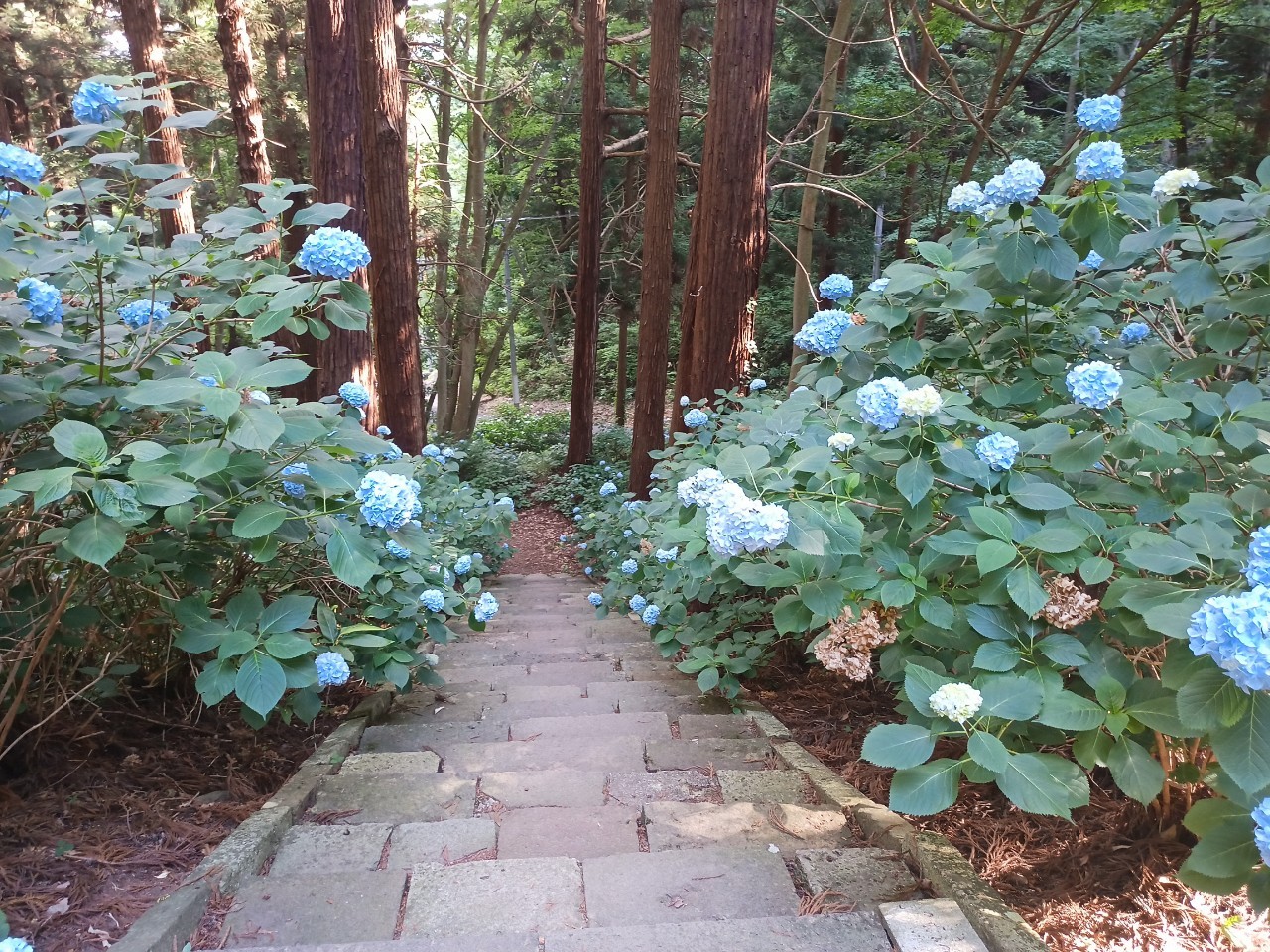 LINE_ALBUM_盃山_240630_239