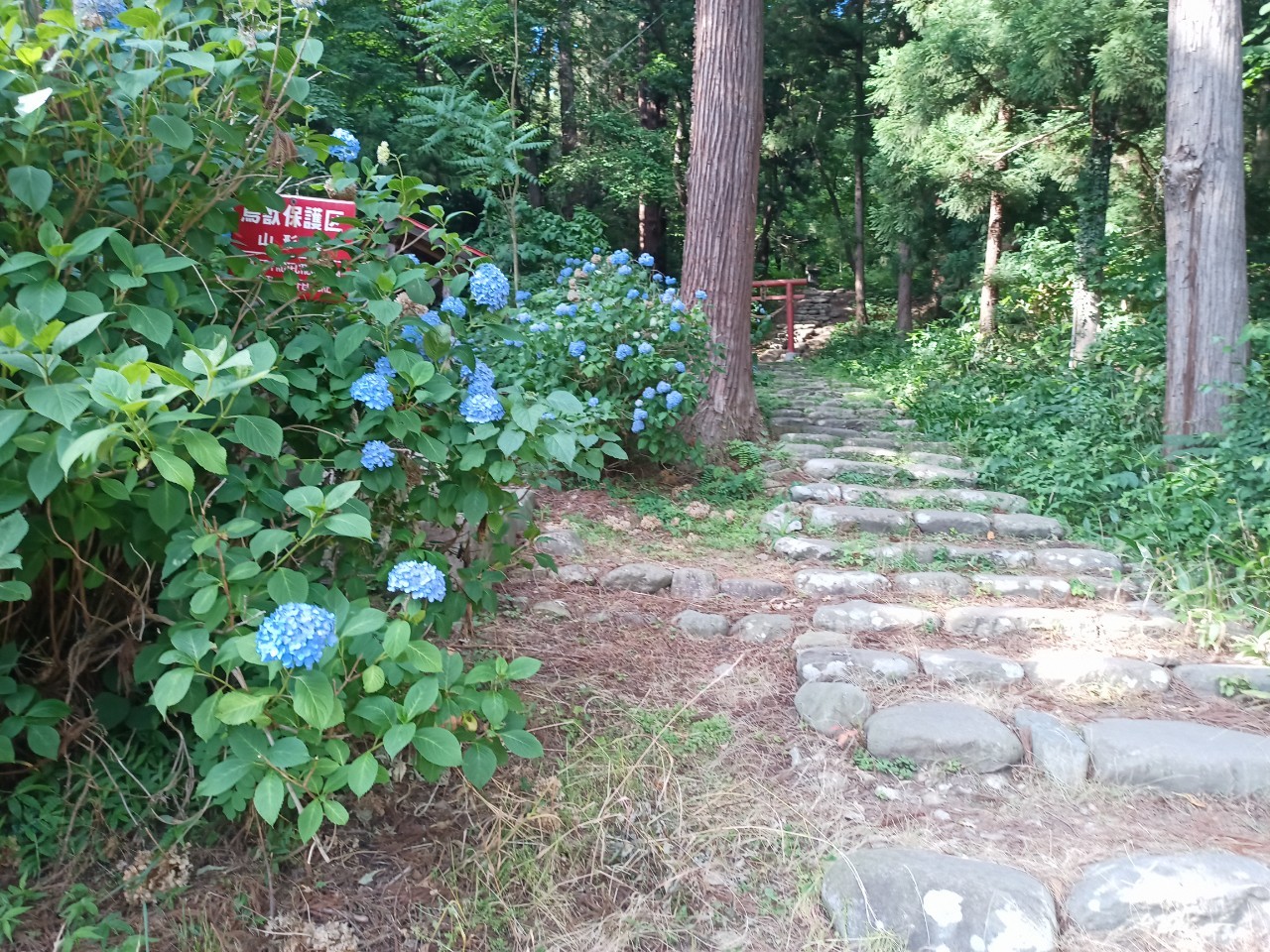 LINE_ALBUM_盃山_240630_272