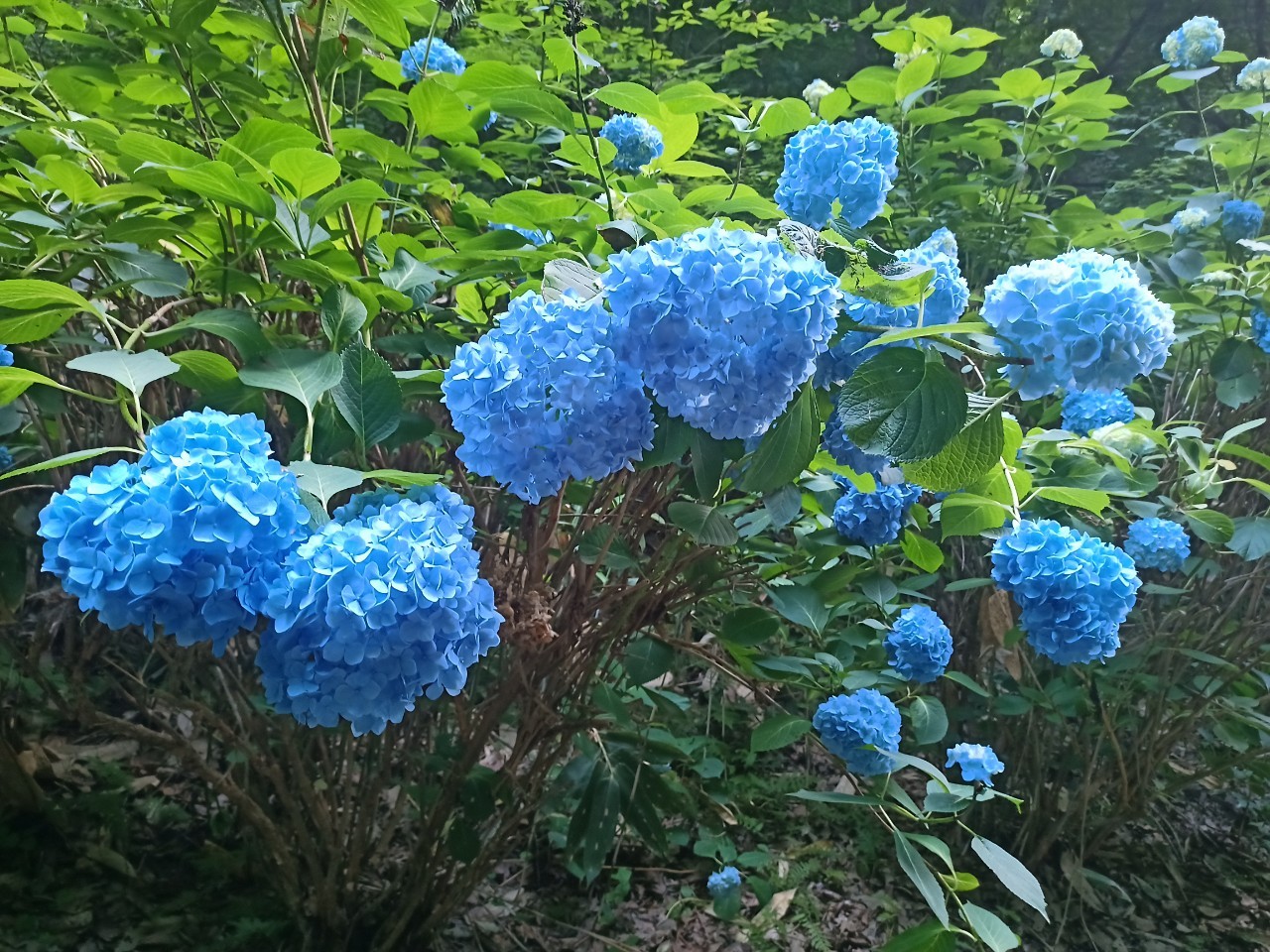 LINE_ALBUM_盃山_240630_25