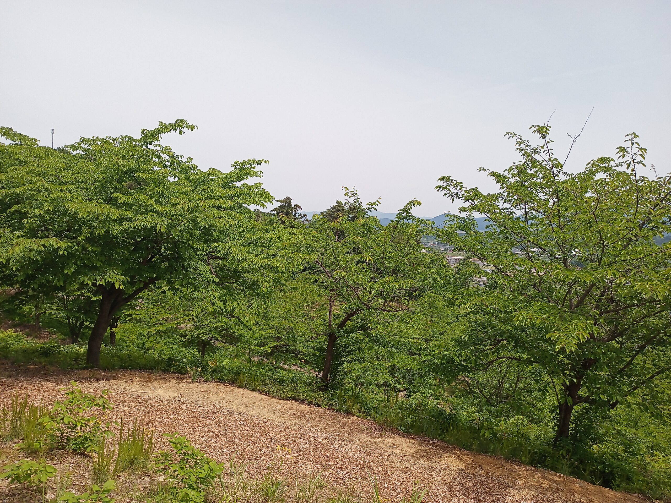 IMG_20240519_113111_146