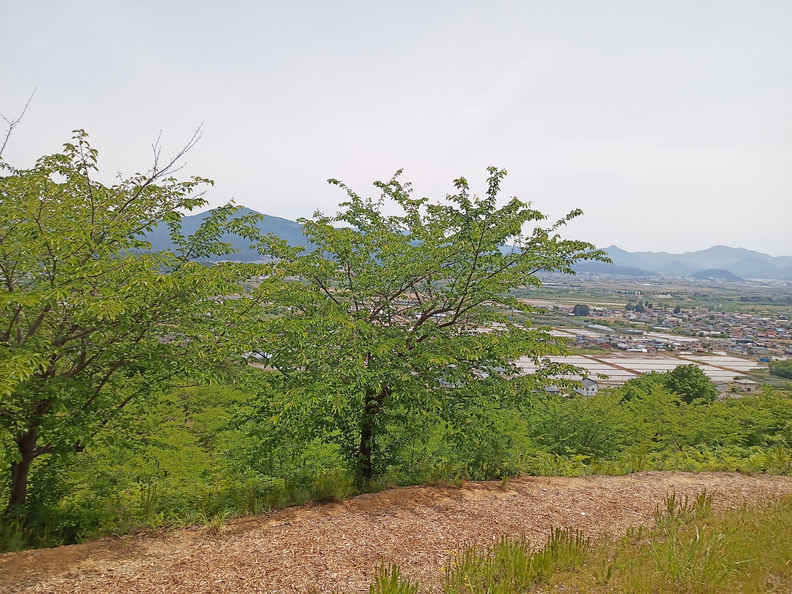 IMG_20240519_113113_379