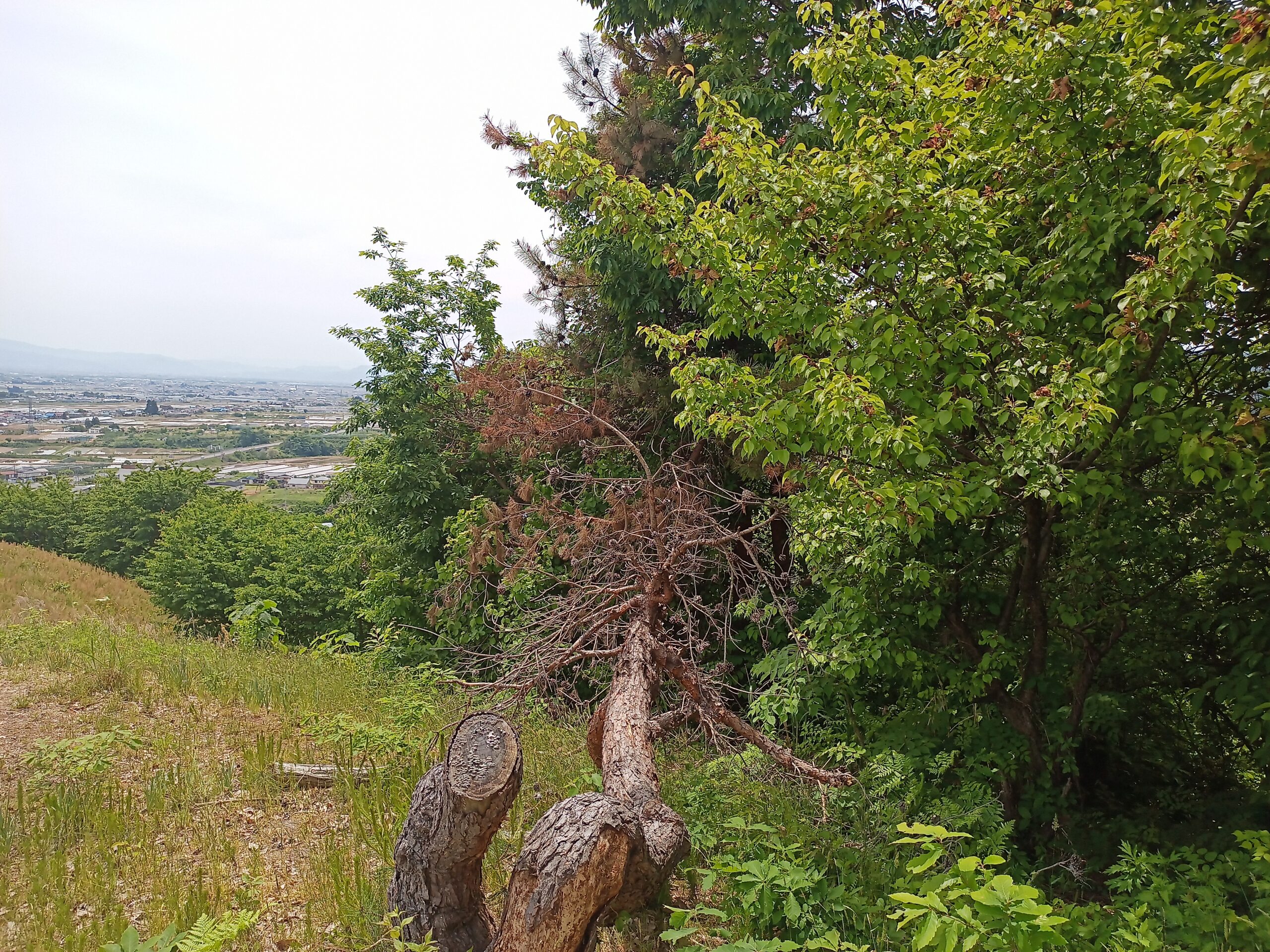 IMG_20240519_113117_441