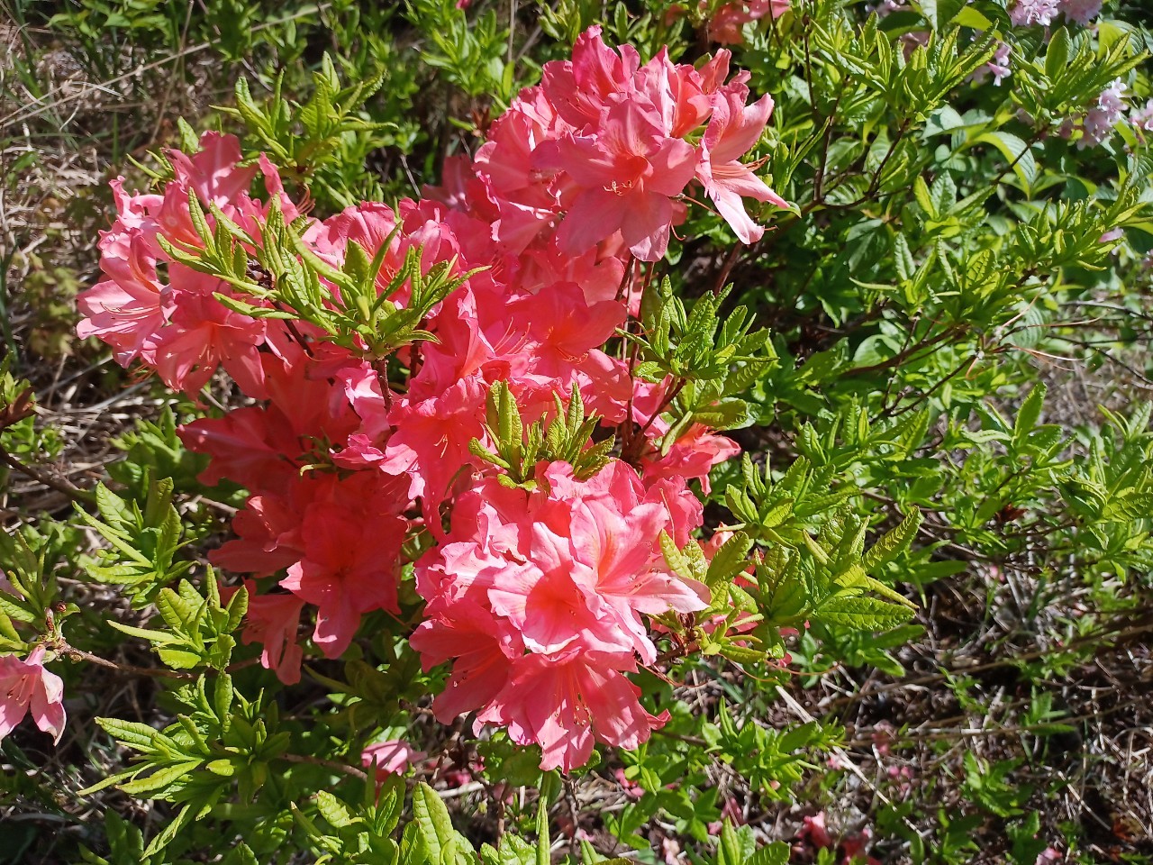 LINE_ALBUM_futatumori 2024.6._240613_144