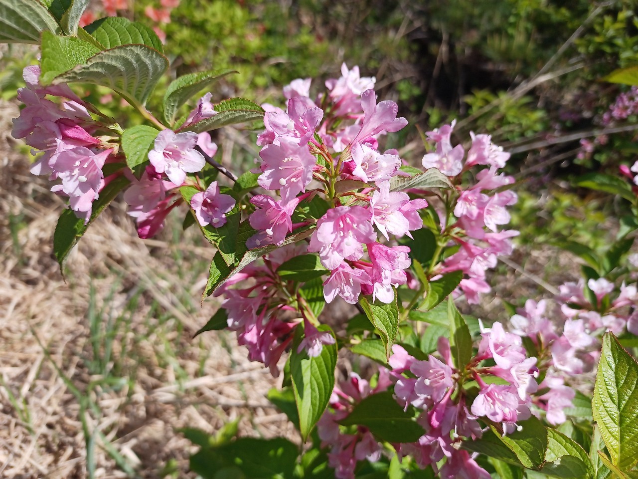 LINE_ALBUM_futatumori 2024.6._240613_148