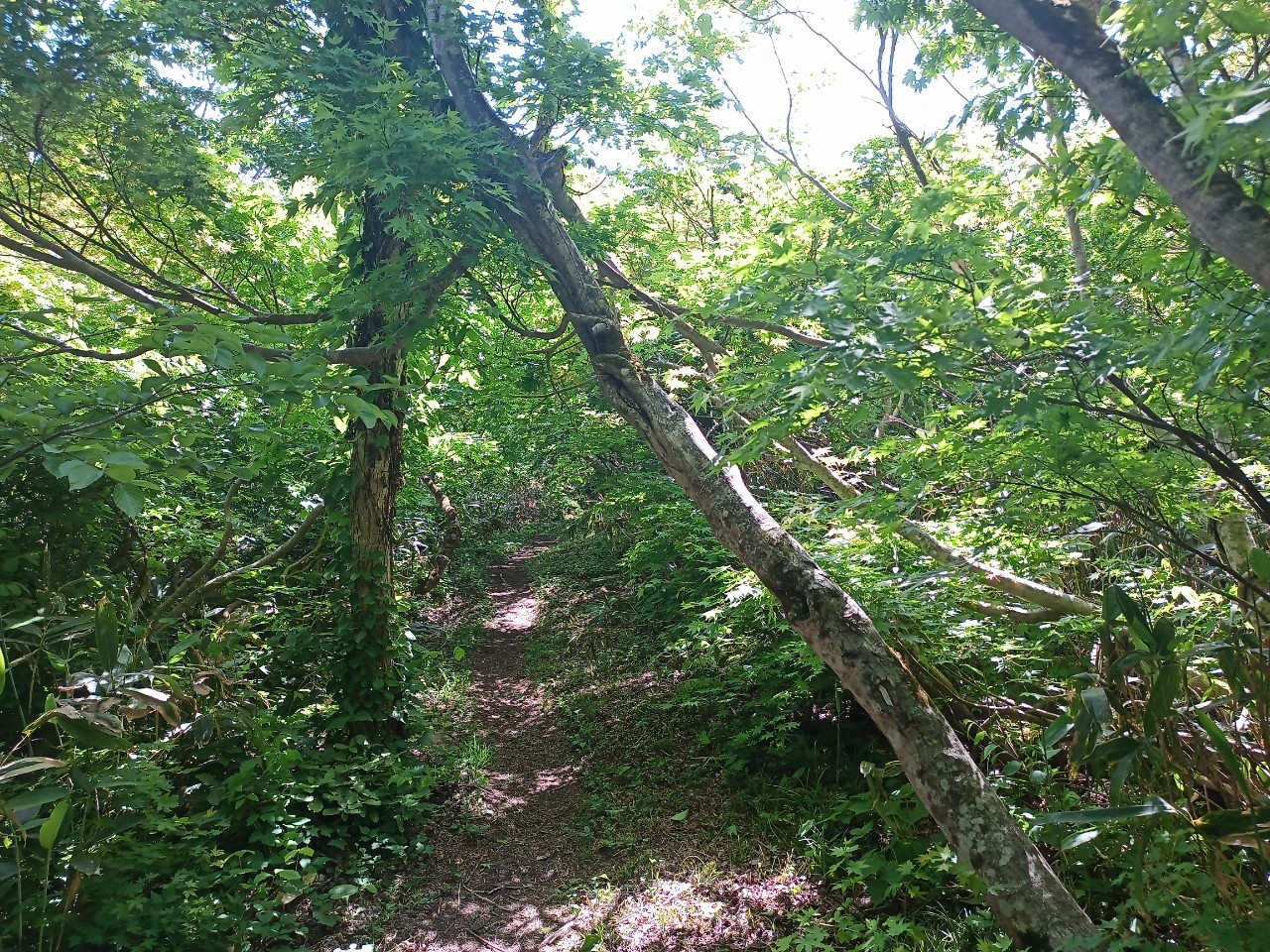 LINE_ALBUM_futatumori 2024.6._240613_153