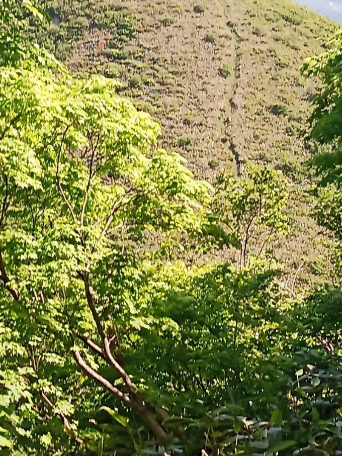 LINE_ALBUM_futatumori 2024.6._240613_226