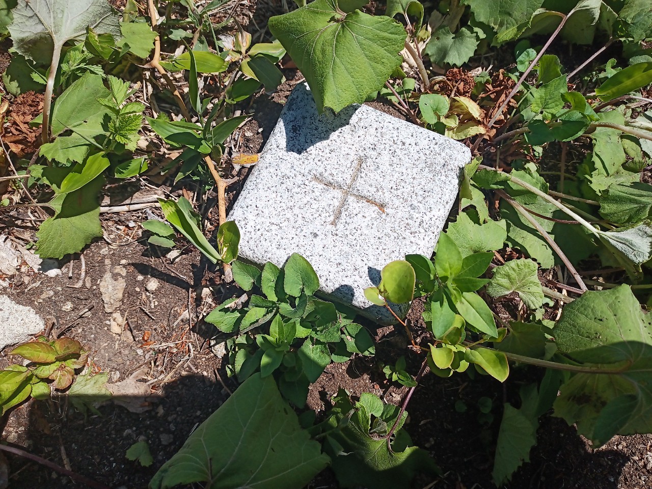 LINE_ALBUM_futatumori 2024.6._240613_253