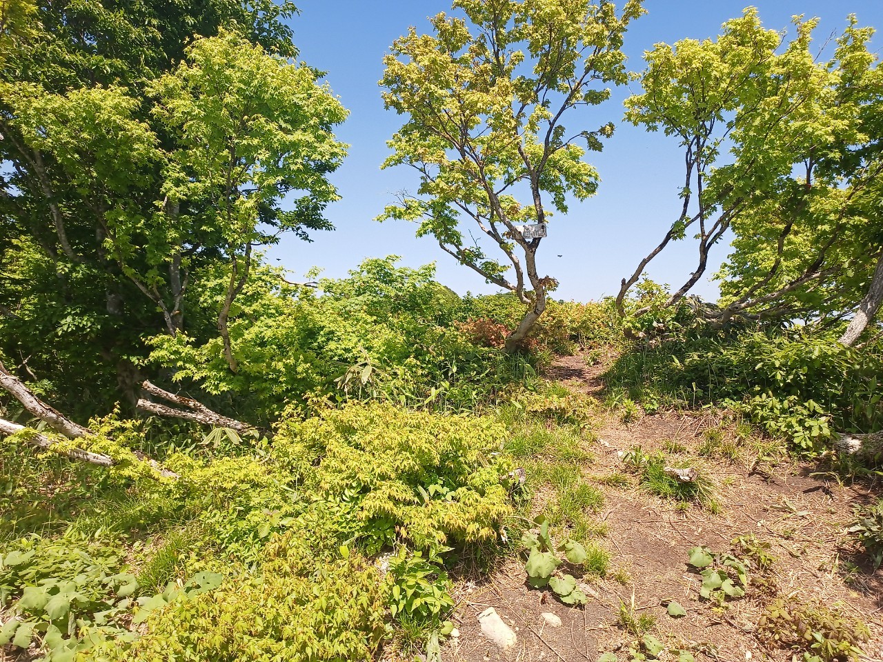 LINE_ALBUM_futatumori 2024.6._240613_260