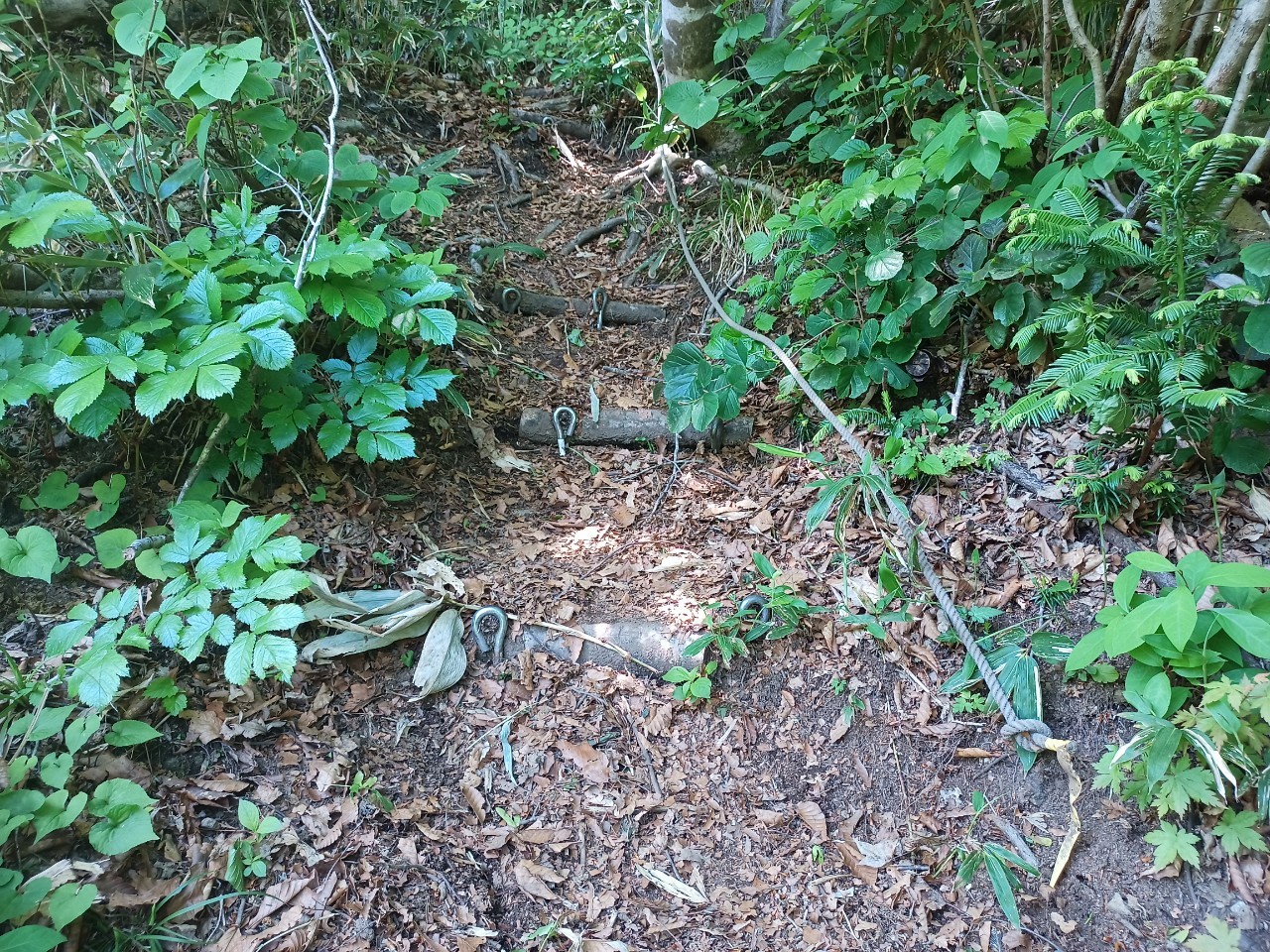 LINE_ALBUM_futatumori 2024.6._240613_308