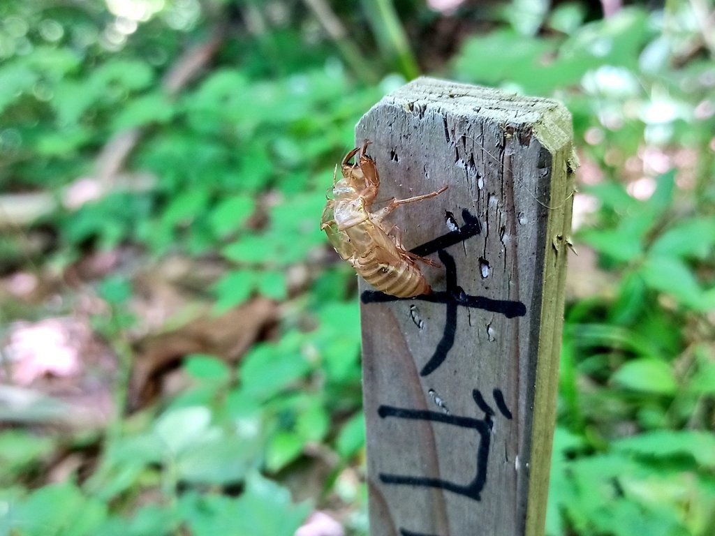 LINE_ALBUM_futatumori 2024.6._240613_340