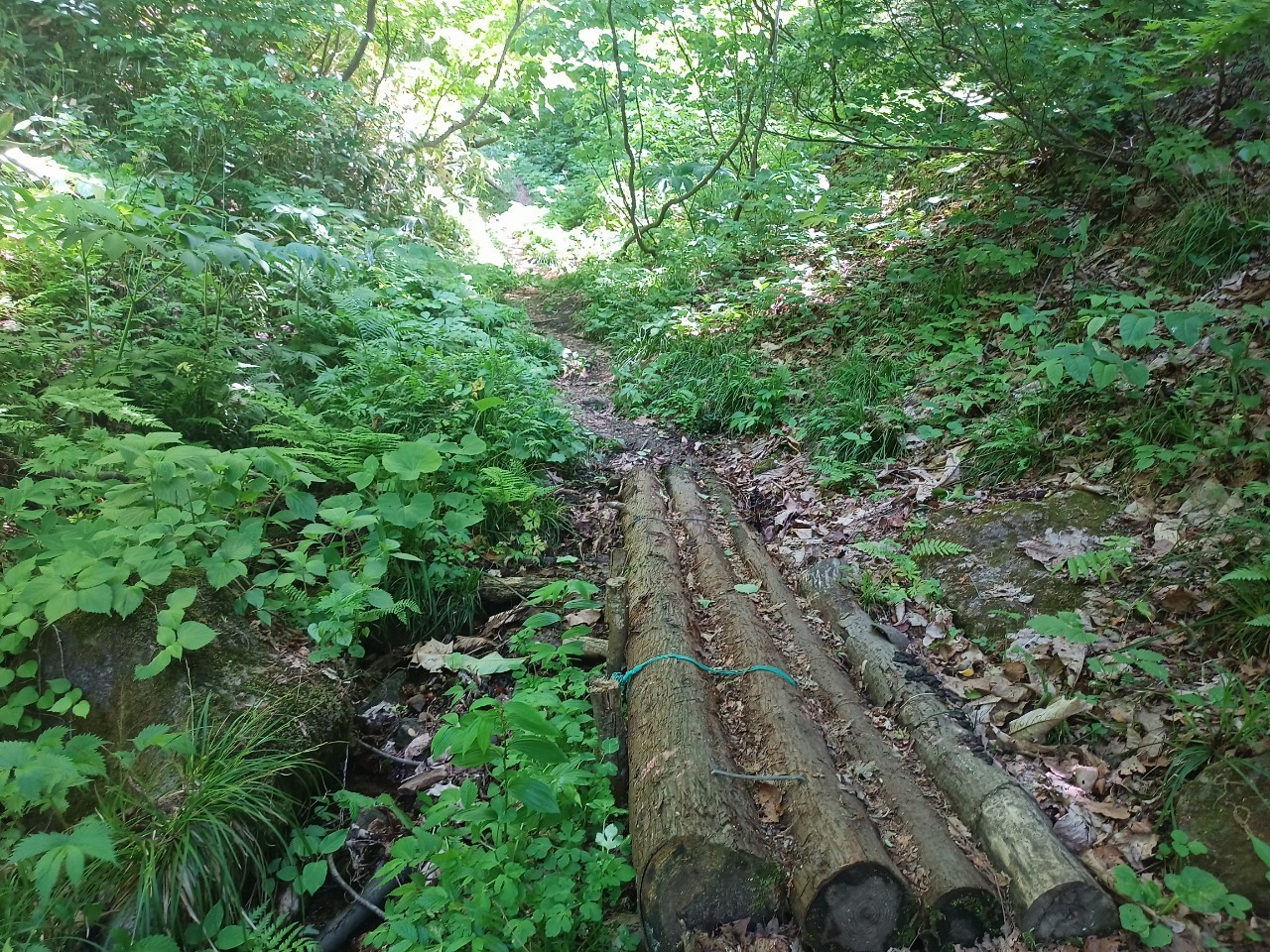 LINE_ALBUM_futatumori 2024.6._240613_343