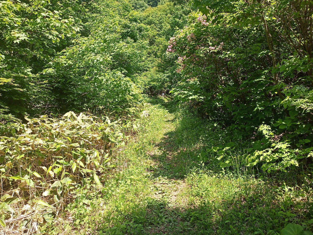 LINE_ALBUM_futatumori 2024.6._240613_348