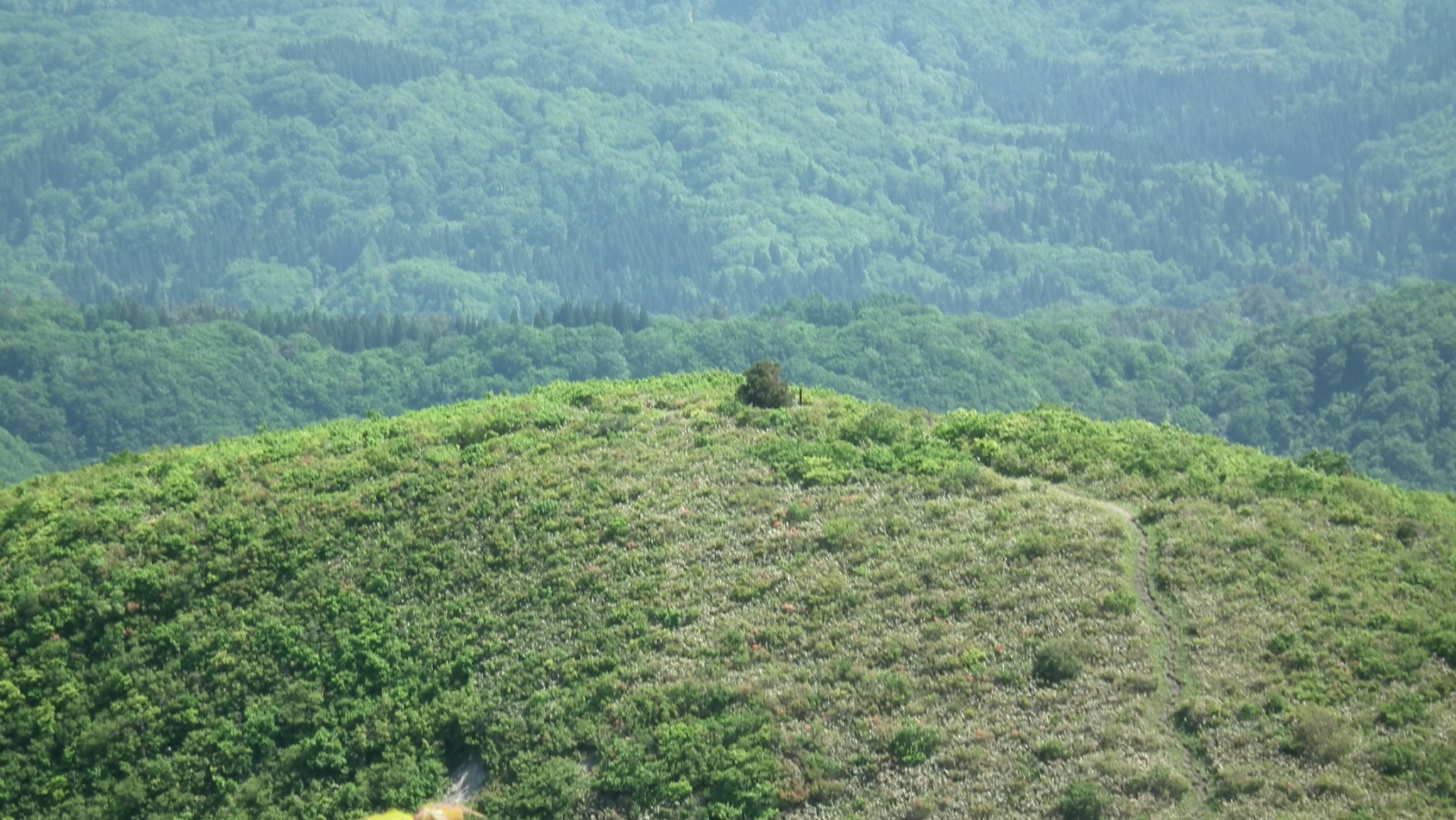 LINE_ALBUM_futatumori 2024.6._240613_41