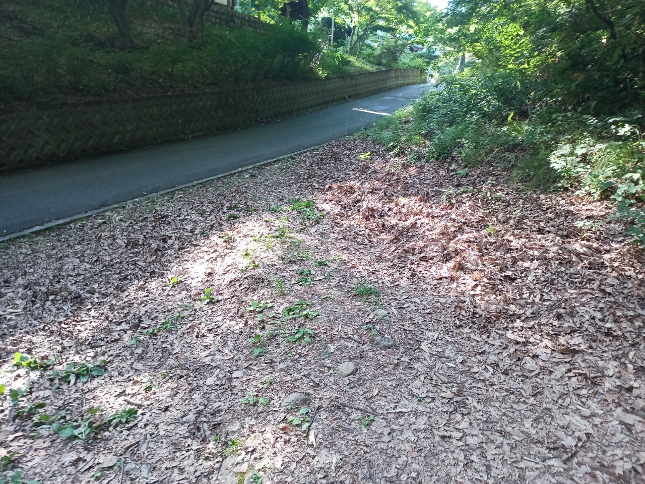 LINE_ALBUM_盃山_240630_226