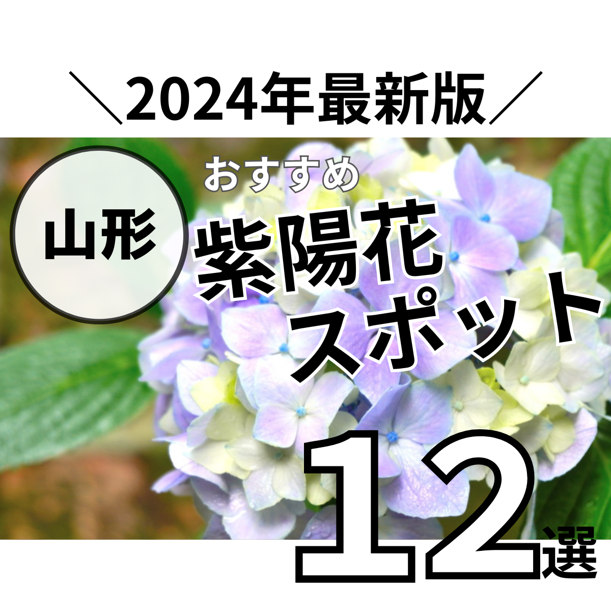 【2024最新版】山形のおすすめ紫陽花スポットをまとめました！