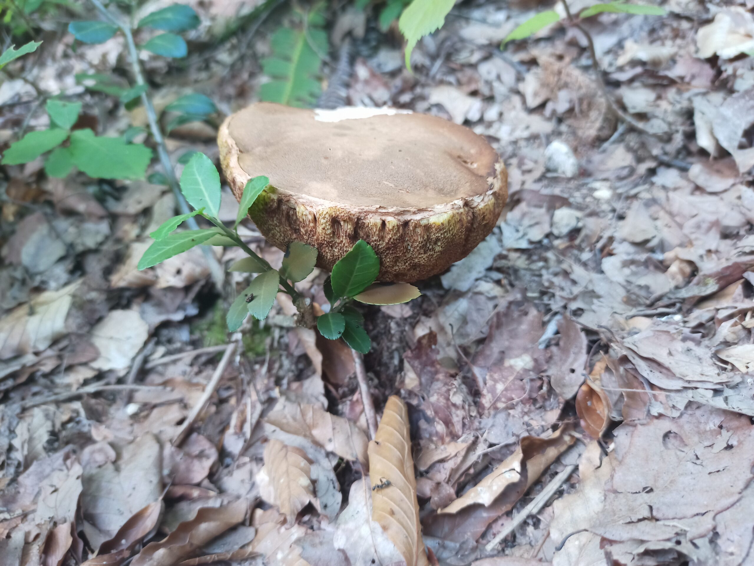 IMG_20230728_163042_677