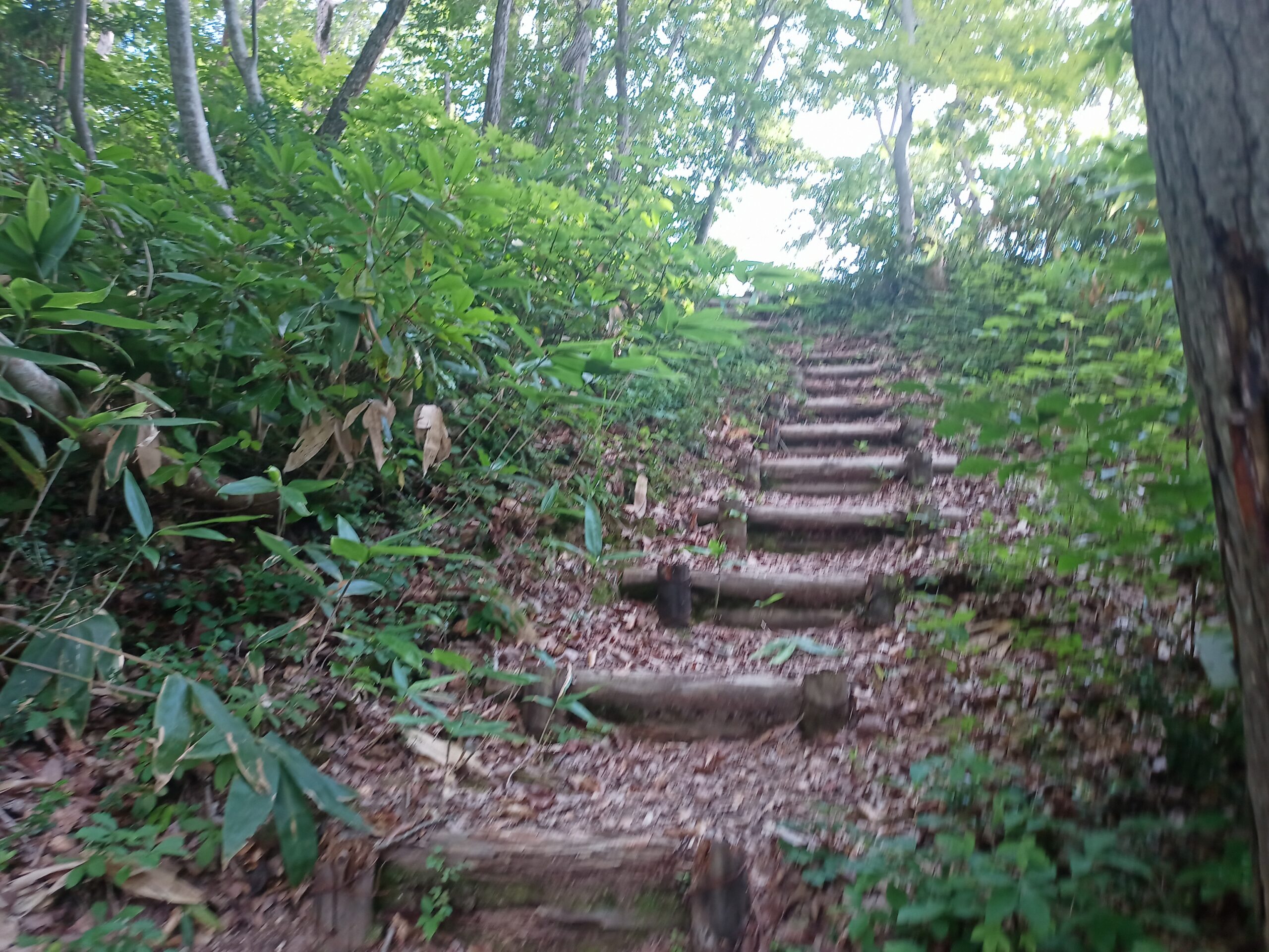 IMG_20230728_163048_390