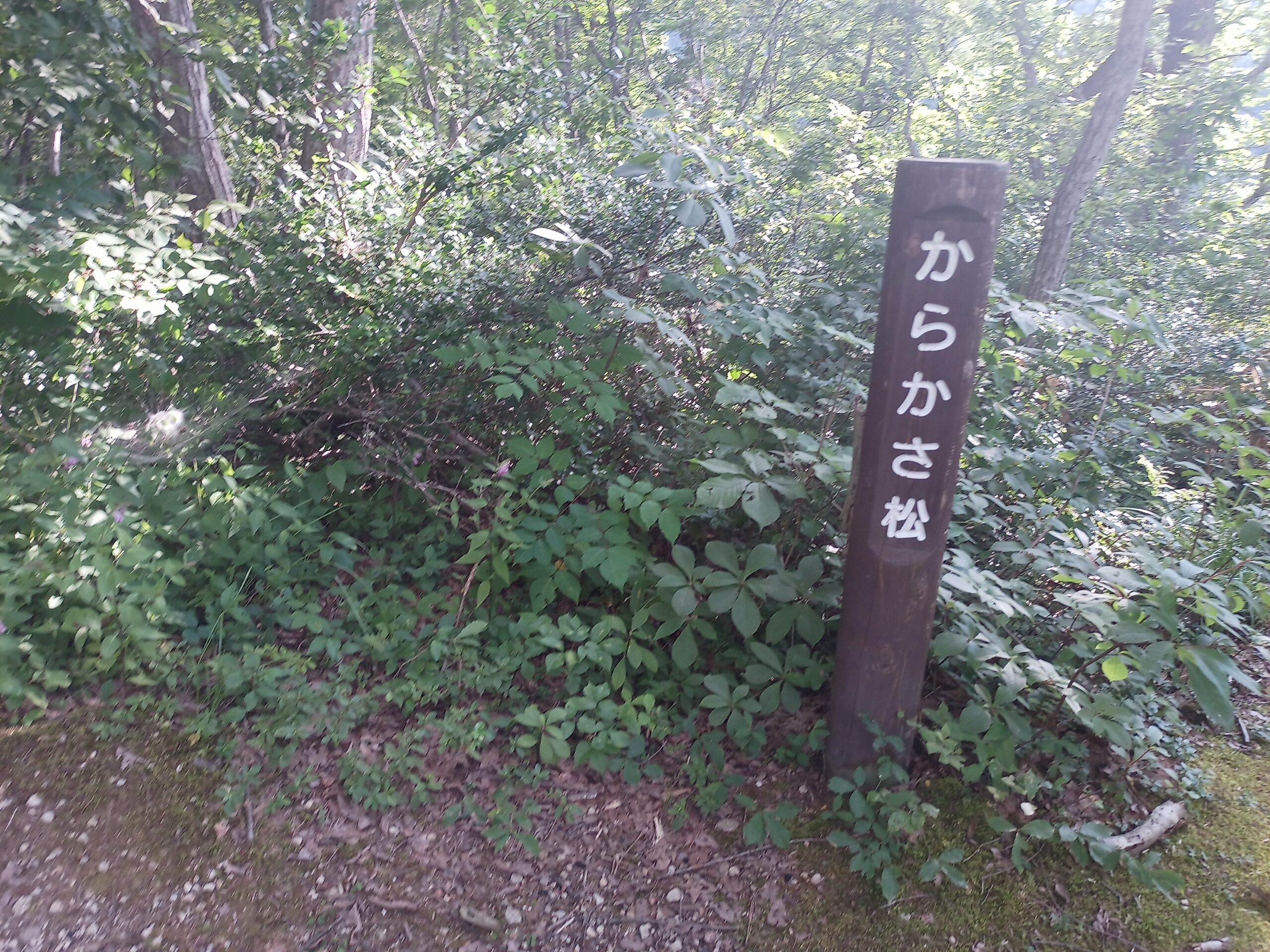 IMG_20230728_163125_063