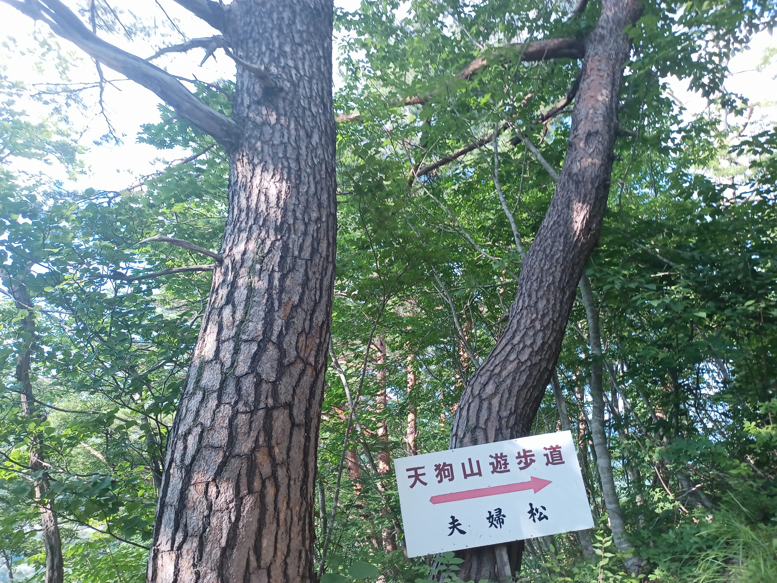 IMG_20230728_164606_552