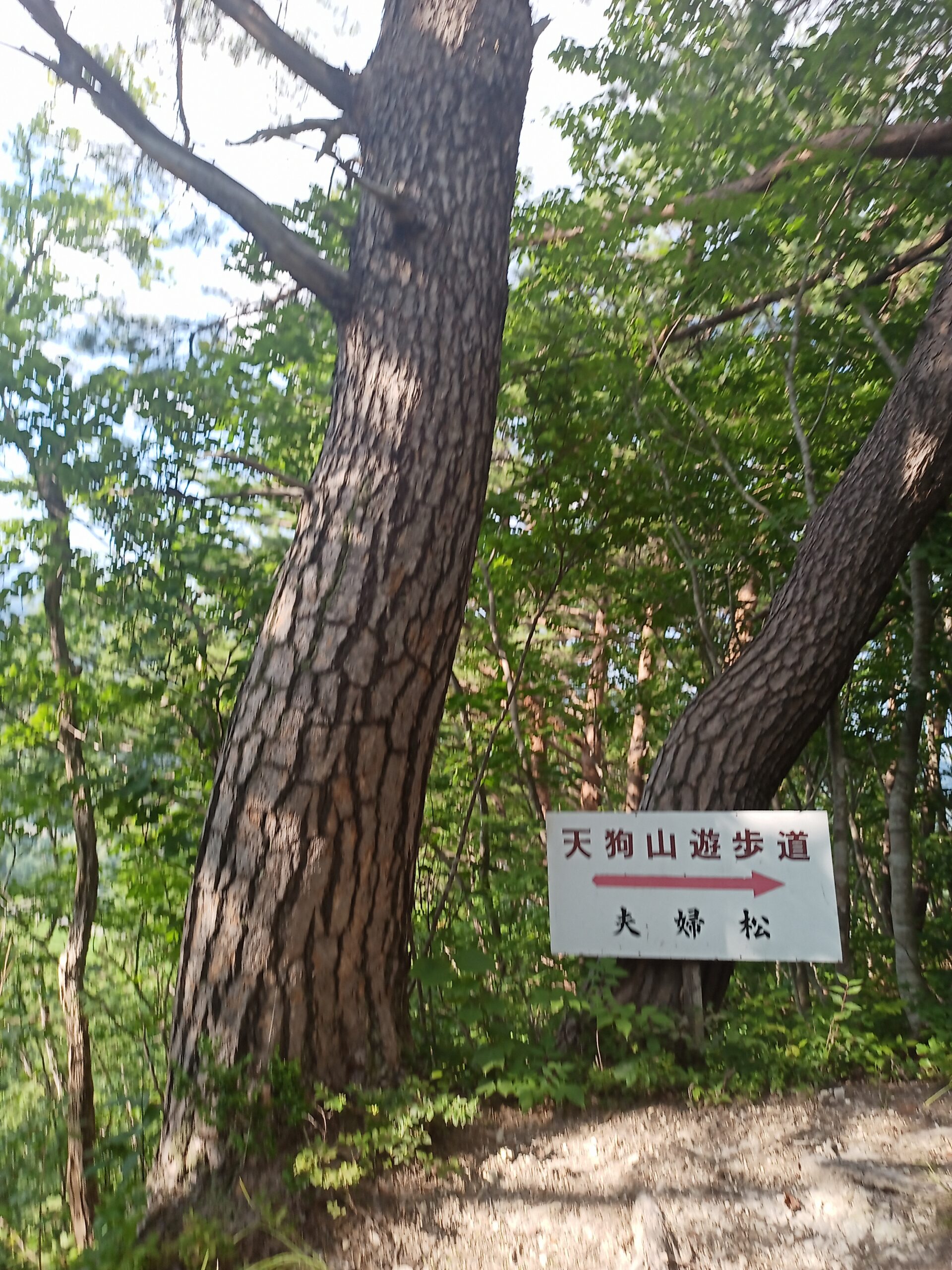 IMG_20230728_164612_321